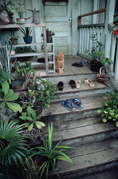 A well-worn stairway leads to a house on Oahu’s North Shore, November 1979.Photograph by Rober