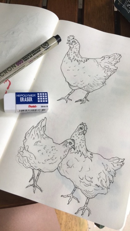 pear-flower: 🐓 the ladies