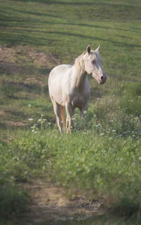 My beautiful cremello mare.