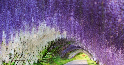 Porn Pics sixpenceee:  Wisteria Flower Tunnel, Japan (Source)