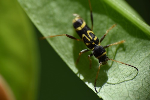 Round-necked Longhorn Beetle (Clytus Ruricola), Taken May 2, 2025, In Georgia, US