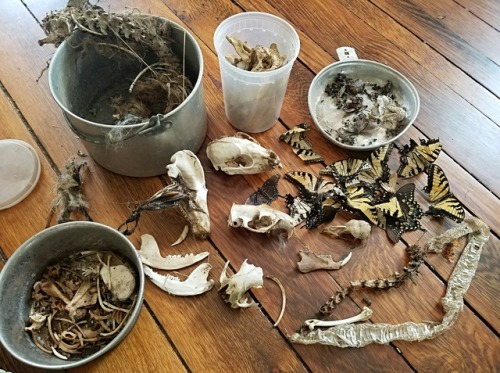 katarinanavane:My friend has been saving me the dead things she has found on her farm for months now