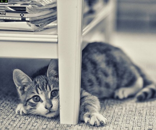 Meow https://www.youtube.com/c/WeMeow #cat #cats #wemeow #meow #catlife #cutecat #catlove #lovecats 