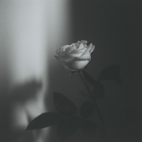 wish7master:…i fed upon her blossoms…until she shed…her thorns for me… Lovely.