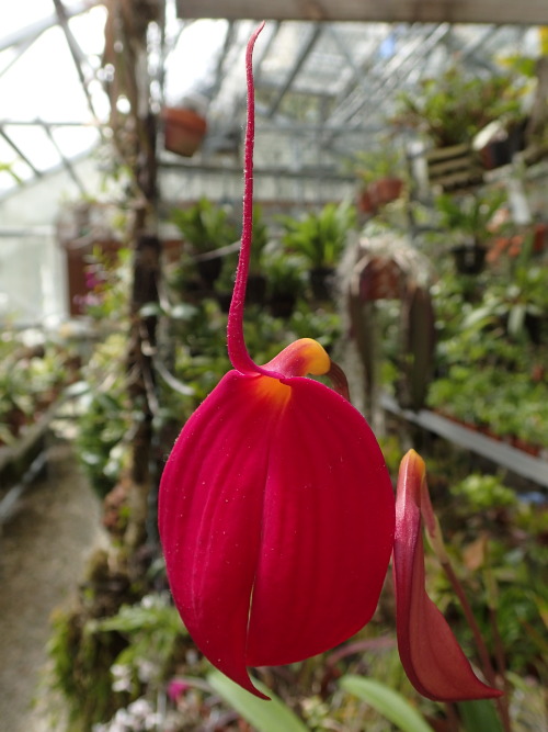 orchid-a-day:  Masdevallia coccinea (red)Syn.: Masdevallia denisonii; Masdevallia harryana; Masdevallia lindenii; Masdevallia militaris; et al.April 24, 2020 