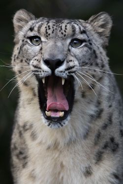 sdzoo:  Snow leopard yawn by Brian Connolly