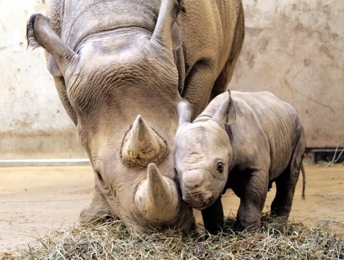 kikikiyomi:  Congratulations fellow humans, you’ve managed to disgust me and kill off the Western Black Rhino to officially make them extinct.  My heart aches. 