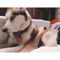 Tristyntothesea:  Baby Blue. #Jolenethehusky