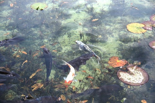 Yuunasara aka Sarayuna (Japanese, Japan) - 名もなき池 (Nameless Pond) aka Monet’s Pond located in Itadori