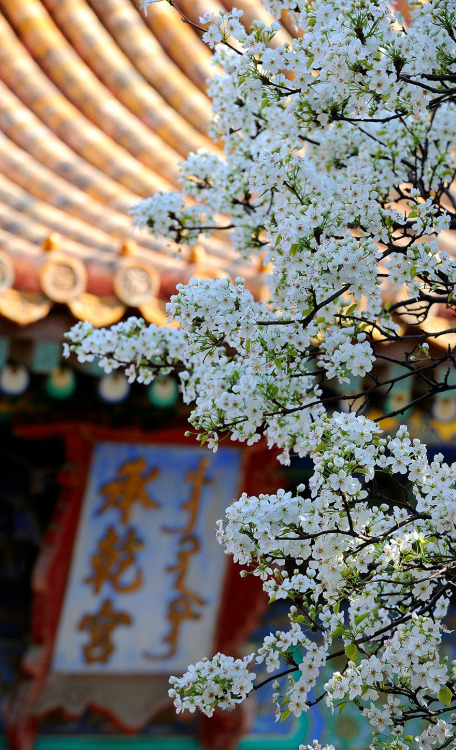 Pear blossoms in the Forbidden City紫禁城.  Literally it should be called Purple Forbidden City, why om