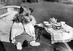 A dog dressed up for a tea party, 1934.