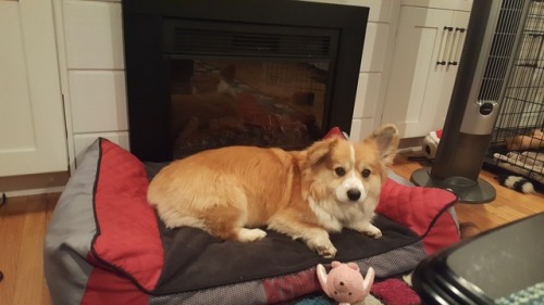 Just lazing in front of the fire place&hellip;why won&rsquo;t the humans turn it on. It&rsquo;s chil