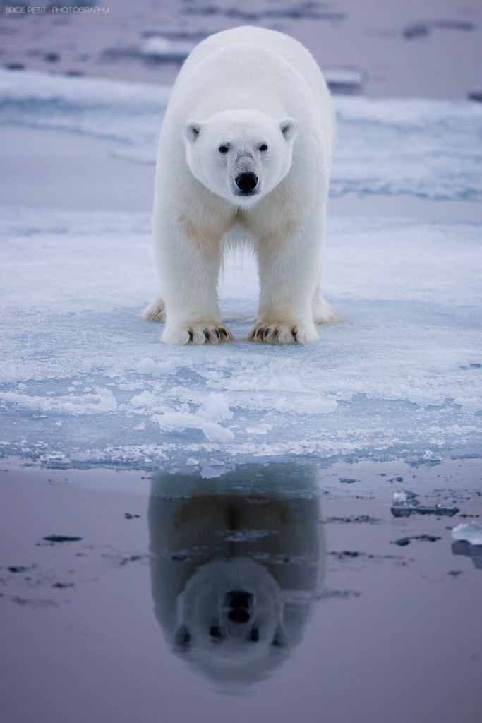 llbwwb:   (via 500px / Polar Bear Reflection by Brice Petit) 