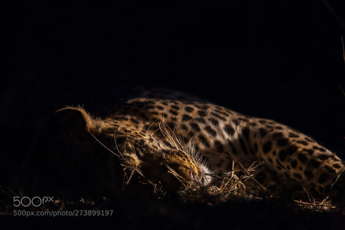 Sleeping Beauty by JAlbert101