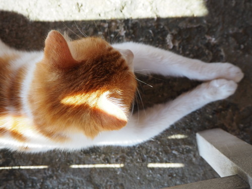 juliahoskins:Cats of Tinos.  Greece.