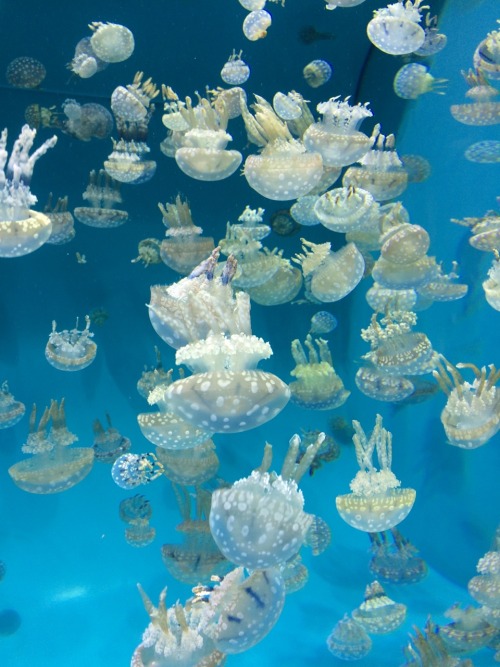 marn-i-magery: More jellies! 6.26.15