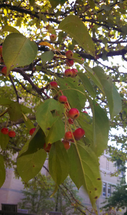 Aug-Nov 2015 - Crabapple Tree and SeedsThe first time I went to the local college to use their libra