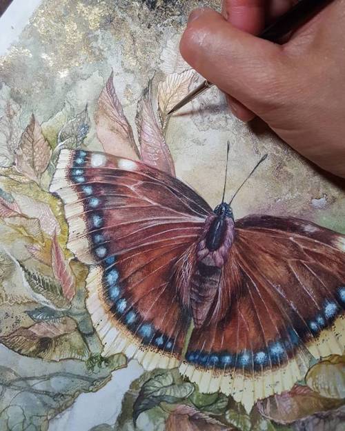 shadowscapes-stephlaw:Mourning cloak #butterfly