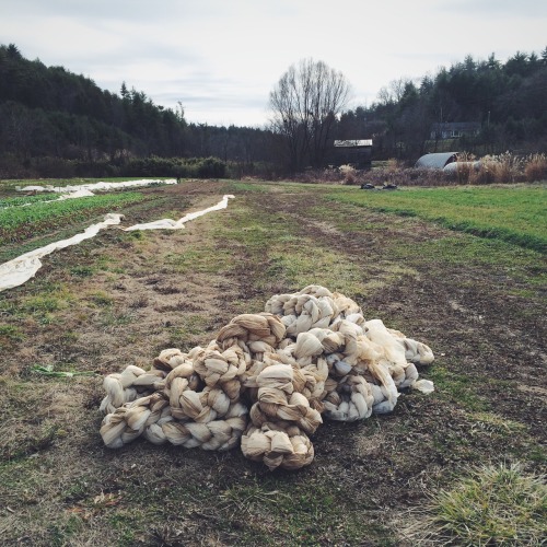 smokesignalsbaking:  Winter clean up and harvest.