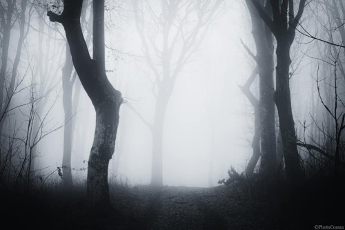 Eerie atmosphere #forest #spooky #dark #darkart #mystery #atmosphere #tree #surreal #surrealart #con