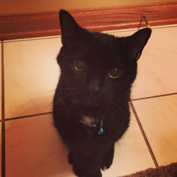 awwww-cute:  Who says old cats can’t be cute? Meet Oreo, he’s 17 and wants to sleep in your lap! (Source: http://ift.tt/1UOoIji)