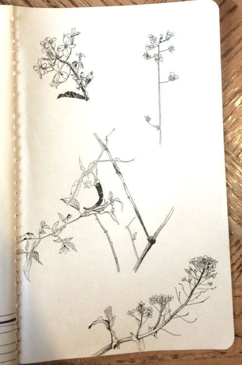 thejournalclub: Some little plant doodles from my garden. Pictured: mustard blossoms, an unknown yel