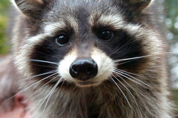 catsbeaversandducks:  October 1st is International Raccoon Appreciation Day and to