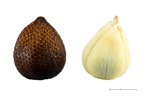 Two snake fruits are side-by-side, with the second one being peeled. The unpeeled fruit is brown and has a shiny scaly skin texture. The peeled fruit is off-white and sectioned off similarly to cloves of a garlic. The flesh appears moist.