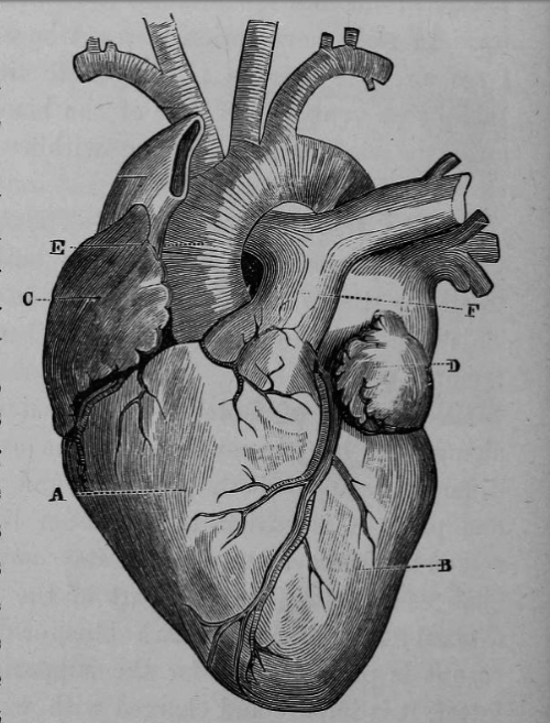 chaosophia218:  Joseph C. Hutchison - Anatomical Illustrations, “The Laws of Health”, 1884.