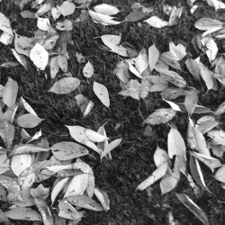 Black and white leaves #leaves #blackandwhite