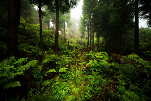 90377: Magic forest by David de los Santos Gil