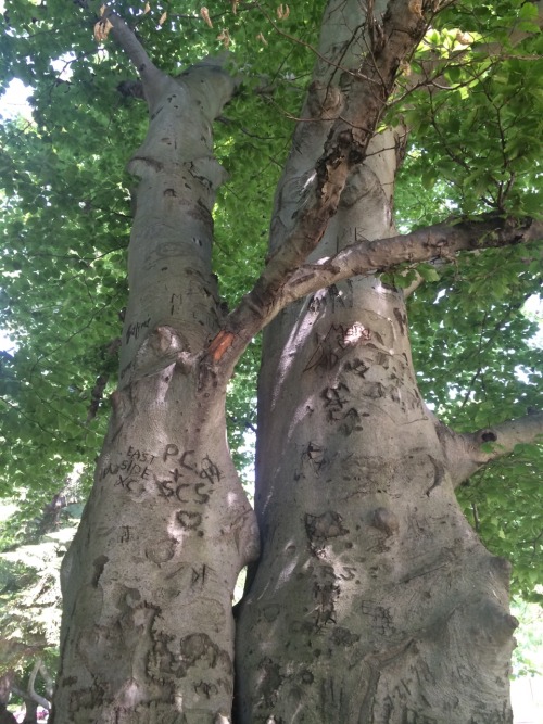 Marked Oaks Symbols carved into living bark by the sure and steady hands of PC, Mara, and SM. I star
