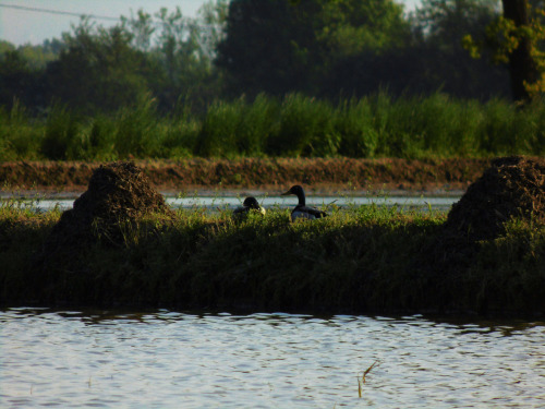 Rice field.