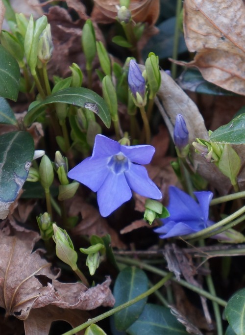 vinca minor