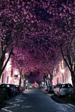 ohioisforthelovers:  Cherry Blossom Avenue