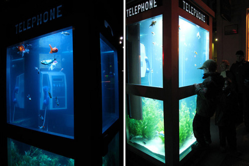 ex0skeletal: (via Benedetto Bufalino and Benoit Deseille Repurpose Phone Booths for Aquariums | Hi-F