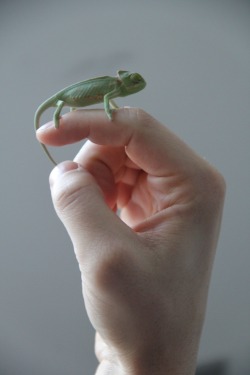 effervescentvibes:  stability:stability:   I GOT A CHAMELEON TODAY HES SO CUTE   HIS NAME IS PIERRE AND I LOVE HIM   ☾ good vibes here ॐ