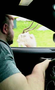 GIF, OWENS, GIF!