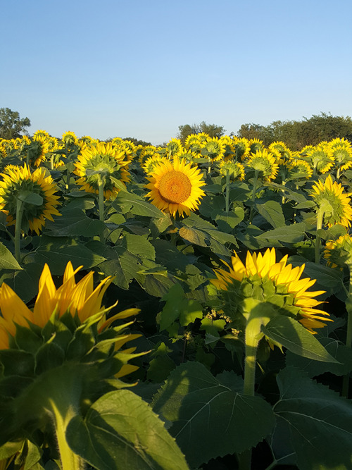 Porn photo saccstry:  I like that backwards sunflower,