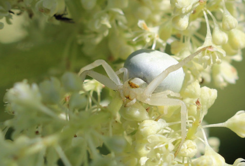 A flower crab spider/blomkrabbspindel (Misumena vatia). These spiders may be yellow or white, depend