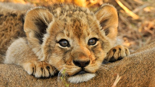 What do you call this baby animal?
A baby animal usually has a particular name. Most of remember that a baby lion is a cub, but do you know when a baby is a pup, a kit, a cub or something else entirely? Even if you don’t know what to call them, you...