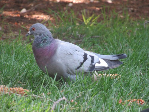 pigeongay