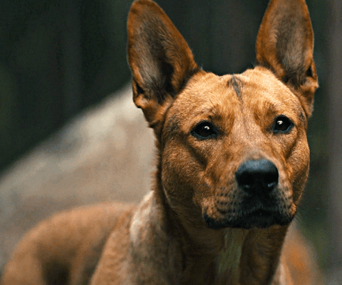 tommyhwtt:  “Not every smart creature is easy to train.” Sarii in Prey (2022)   I love how they used a Carolina dog for the movie because Carolina dogs are one of the few pre colonization American breeds to survive to the present day.