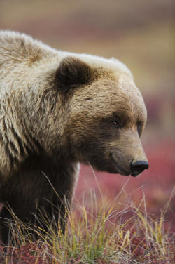 beautiful-wildlife:  Smiling Grizzly by Milo Burcham