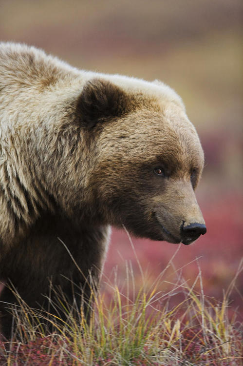 Sex beautiful-wildlife:  Smiling Grizzly by Milo pictures