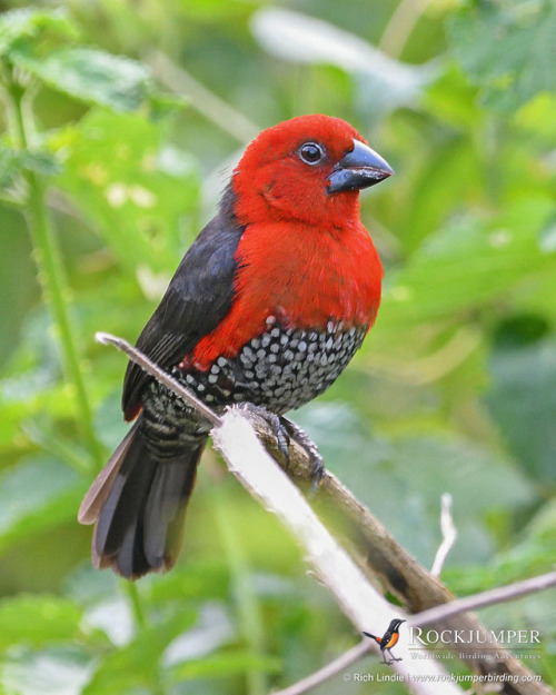 Photo of the Day – The Red-headed Bluebill (Spermophaga ruficapilla) is a fairly common specie