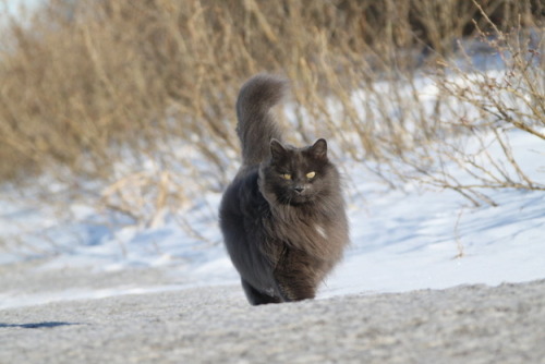 knucklechuffed:  dammitmat:  milkywaywhite:  Meet Sygmond The Grey, a truly majestic cat from the northern lands of Legendary Maine.  oh my GODS this is the most majestic fucking thing i have ever seen look at it look  that is epic floof. 