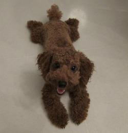 Prince-Rylie:  Thefluffingtonpost:  Plush Toy Turned Out To Be Real Dog When Wendy