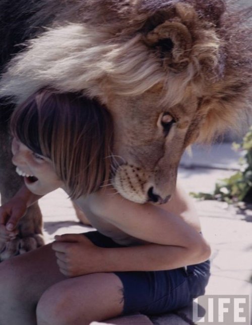  Tippi Hedren and family living with a pride of lions. 