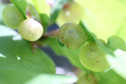 I’m growing some potted English oak trees and one of them has some of these cool little galls 